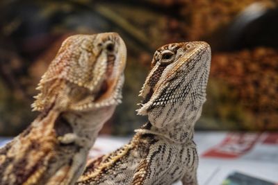 Close-up of lizard