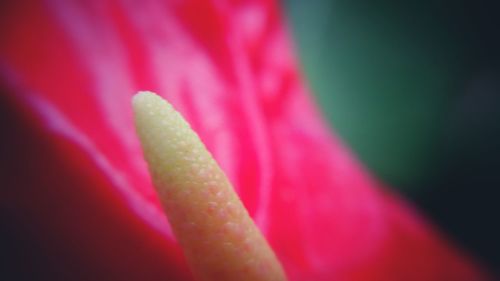 Close-up of pink flowers