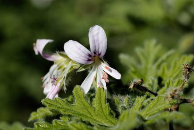 Close-up of white flowering plant