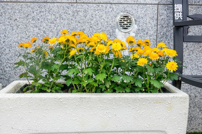 Close-up of yellow flower pot