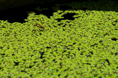 Close-up of leaves floating on water