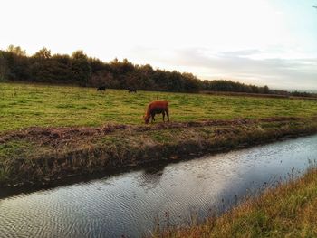 Horse in a field