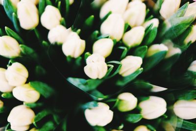 Close-up of white flowers