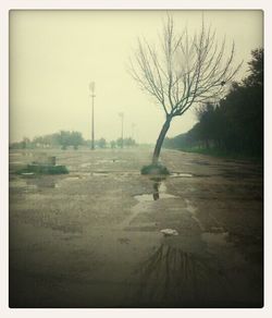 Bare trees on landscape