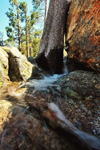 Scenic view of waterfall in forest