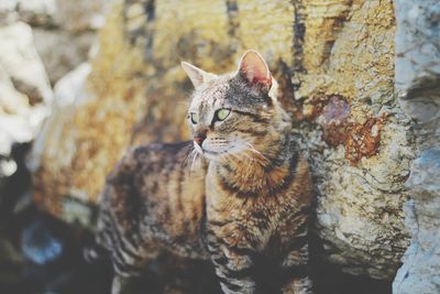 Close-up of a cat looking away