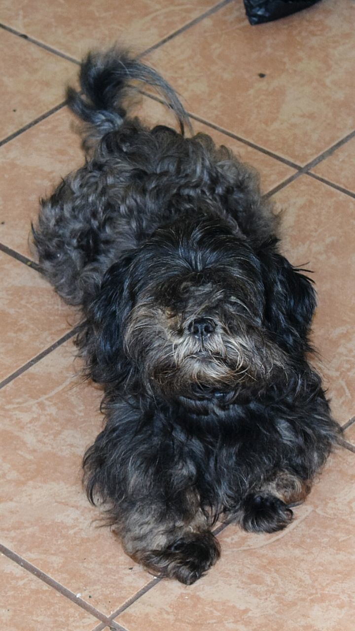 dog, pets, tiled floor, flooring, indoors, black color, animal themes, domestic animals, one animal, mammal, high angle view, no people, home interior, puppy, close-up, day