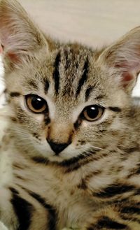 Close-up portrait of a cat