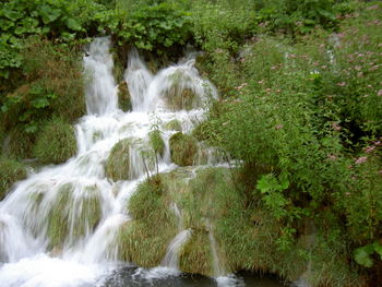 Scenic view of waterfall in forest