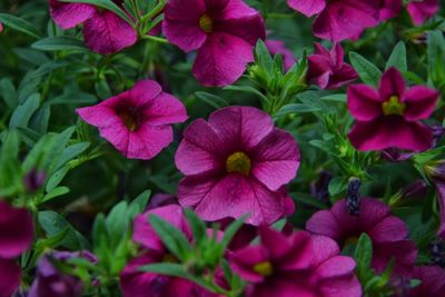 Close-up of flowers blooming in park