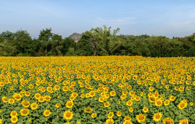 Scenic view of yellow flowers growing on field against sky