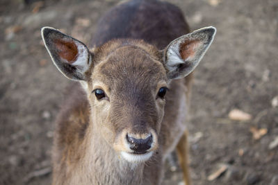 Close-up portrait of deer