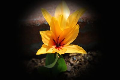 Close-up of yellow flower