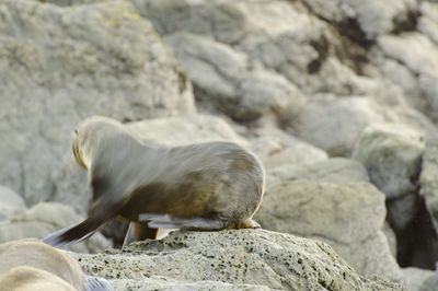 Side view of horse on rock