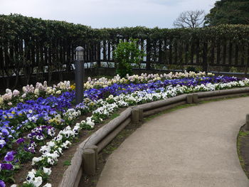 Purple flowering plants in park