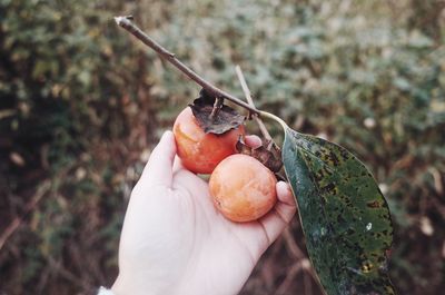 Close-up of hand holding fruit