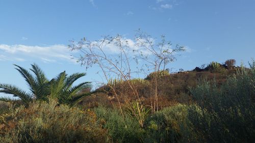 Plants on landscape against sky