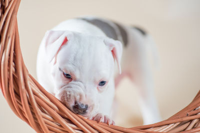 Close-up of dog