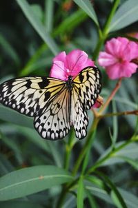 Close-up of butterfly perching on flower