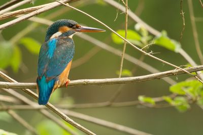 Close-up of bird on branch