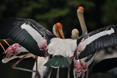 Close-up of birds perching