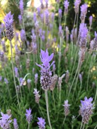 Close-up of purple flowering plants on field