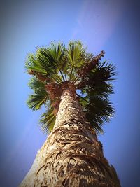 Low angle view of palm tree against clear blue sky