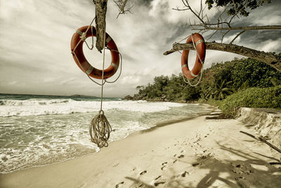 Life belts hanging on branch at beach against cloudy sky