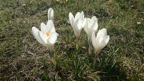 High angle view of white crocus blooming on field