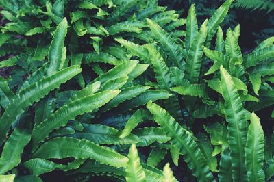 Full frame shot of fresh green plants