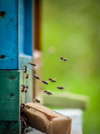 Bees flying by beehive