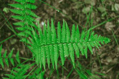 Tropical green wild fern leaves in le, for background and design. copy space.