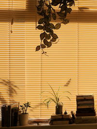 Close-up of potted plant on table at home