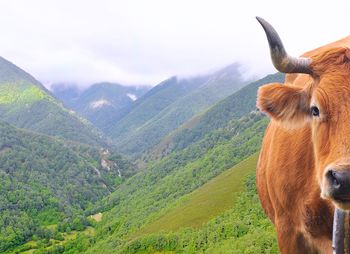 View of an animal on land