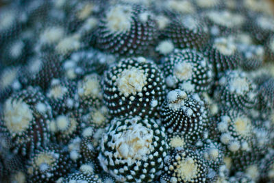 Full frame shot of jellyfish