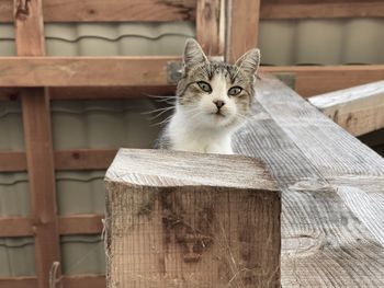 Portrait of a cat