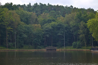 Scenic view of lake against trees in forest