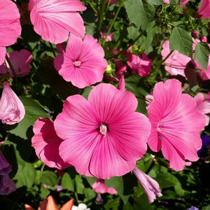 Close-up of pink flowering plants