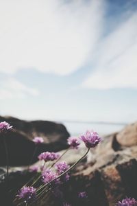 Close-up of pink flowers
