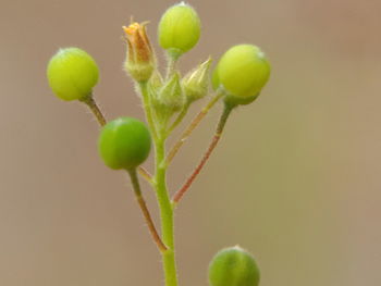 Close-up of buds growing outdoors