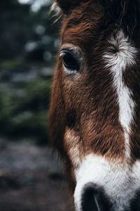 Close-up of head of brown donkey