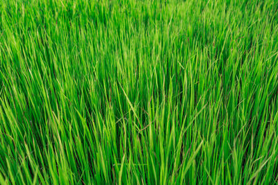 Close-up of grass field