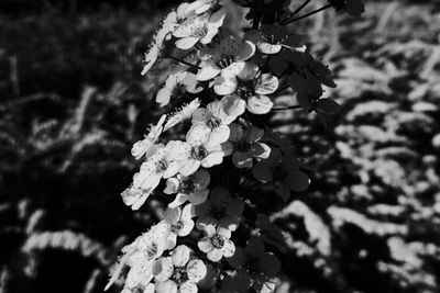 Close-up of flowering plant