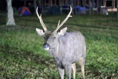 Deer standing in a field