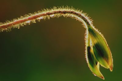 Close-up of plant