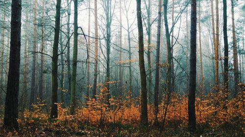 Pine trees in forest