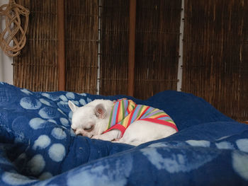 Cat sleeping on bed