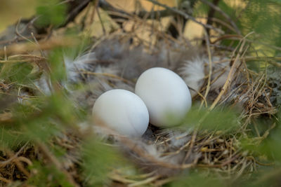 High angle view of eggs in nest on field