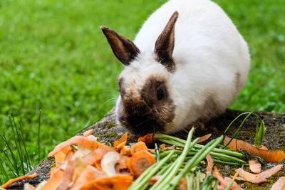 Close-up of rabbit eating carrots