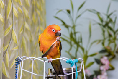 Close-up of parrot perching on plant